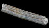 Dimetrodon Spine (Vertebrae Process) Section - Texas #67819-1
